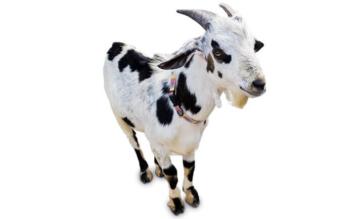 https://www.lepide.com/sampleblog/wp-content/uploads/2015/07/goat.jpg
